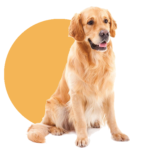Dog Illustration Asset